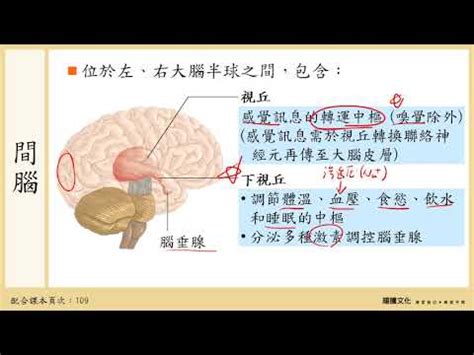 下視丘功能口訣|**下視丘：身體機能的調控大師**